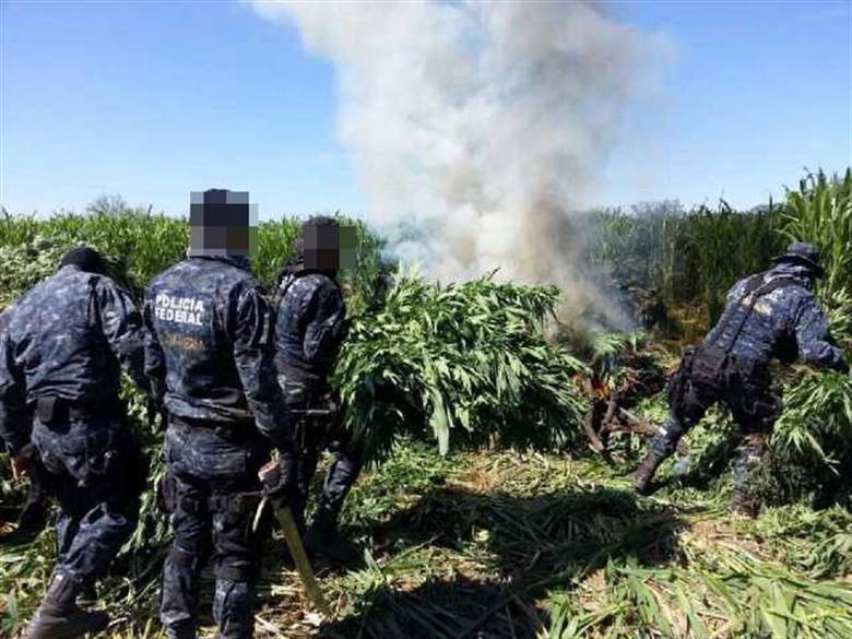 Halla Policía Federal 300 toneladas de mariguana en Chihuahua