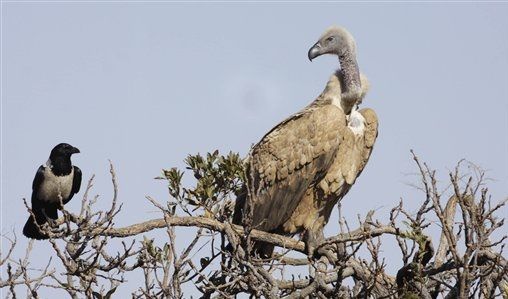 Buitres de África están en peligro de extinción