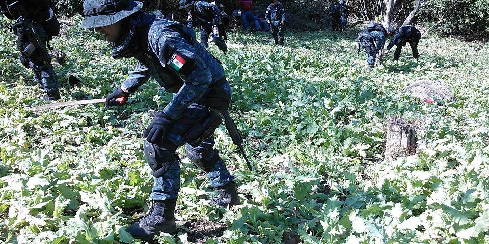 Crece cultivo de amapola en Guerrero: DEA