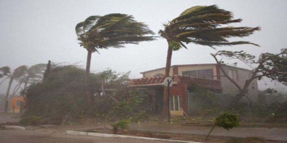 Carreteras presentan caída de árboles por Patricia