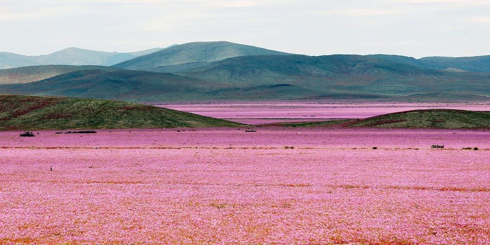 De desierto a campo de flores