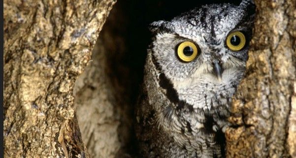 Búho ataca a corredores en parque de EE.UU.