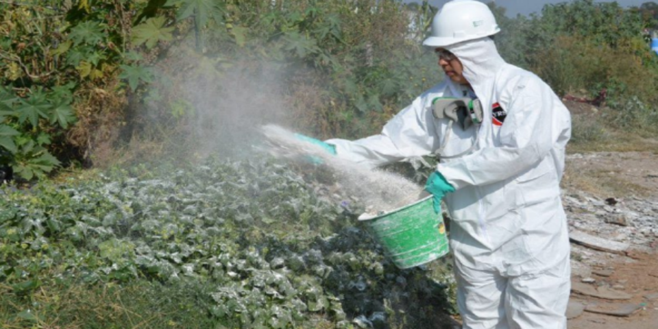 Veracruz: tercer lugar mundial con más casos de chikungunya