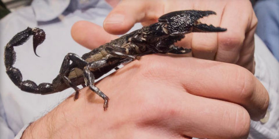 Decomisan 115 escorpiones en aeropuerto de París