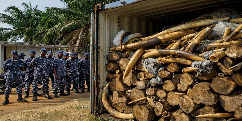 Elementos de Kony matan a elefantes en el Congo Elementos de Kony matan a elefantes en el Congo