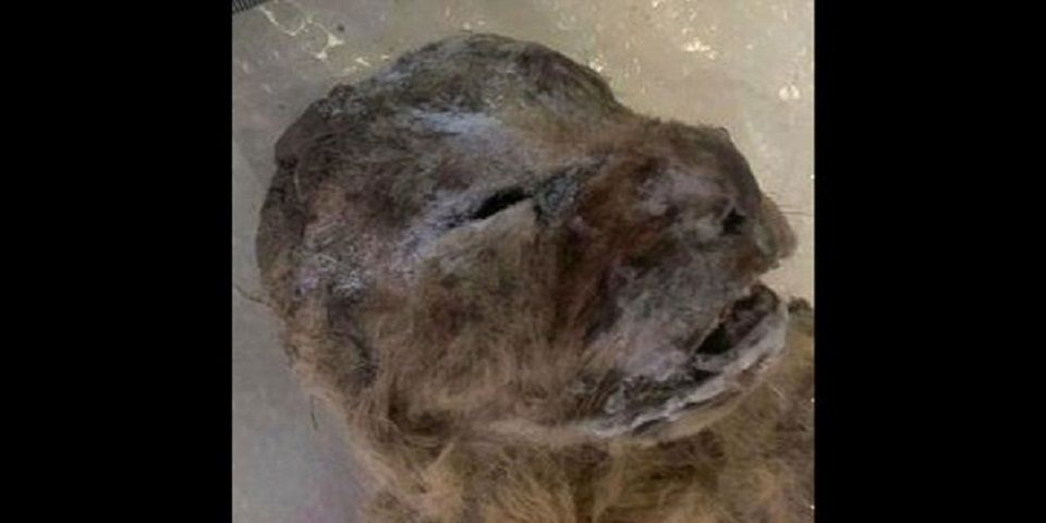 Hallaron leones congelados de hace 10 mil años en Siberia