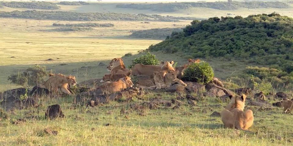 África perdería a la mitad de sus leones en 20 años África perdería a la mitad de sus leones en 20 años