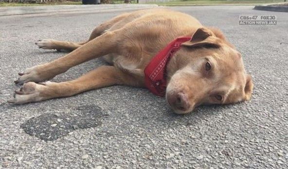 Mueren cinco por comer carne de perro