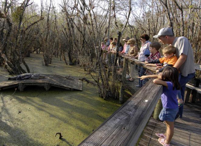 Caimán mata a hombre en Florida - Parque-los-Everglades