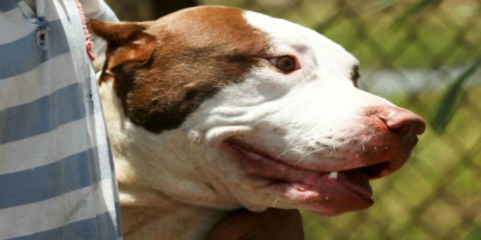 Perro pitbull ataca a su dueño y lo mata