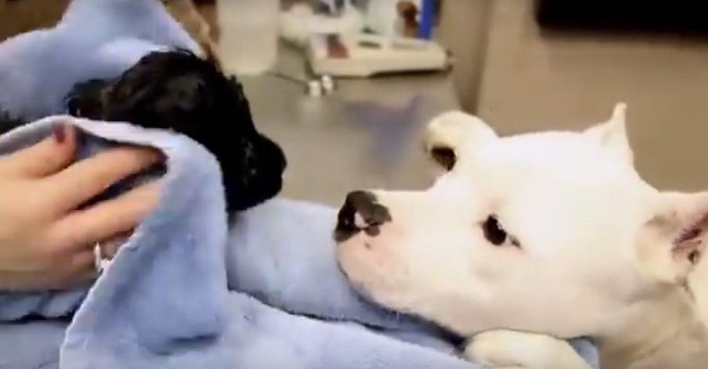 Fumar también es malo para salud de animales domésticos - Rescate-perros-michigan-Youtube4-1024x534