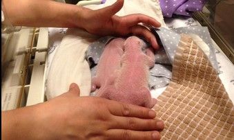 Nacen dos pandas en zoológico de Canadá