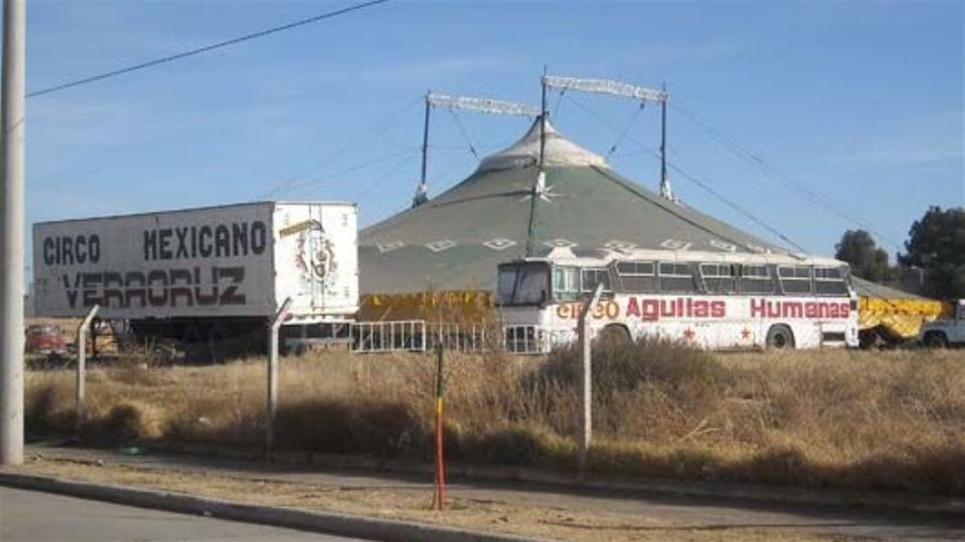 Secuestran tigres de un circo mexicano en Argentina