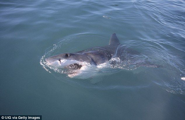 Ataque de tiburón salva a hombre Ataque de tiburón salva a hombre