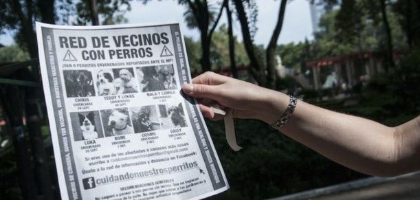 Denuncian secuestro de perros en la Condesa