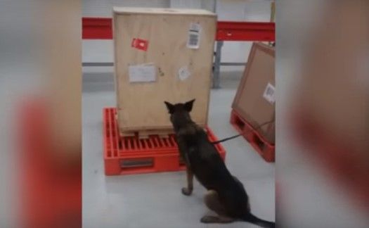 Descubren lápida con mariguana en el AICM - lapida3