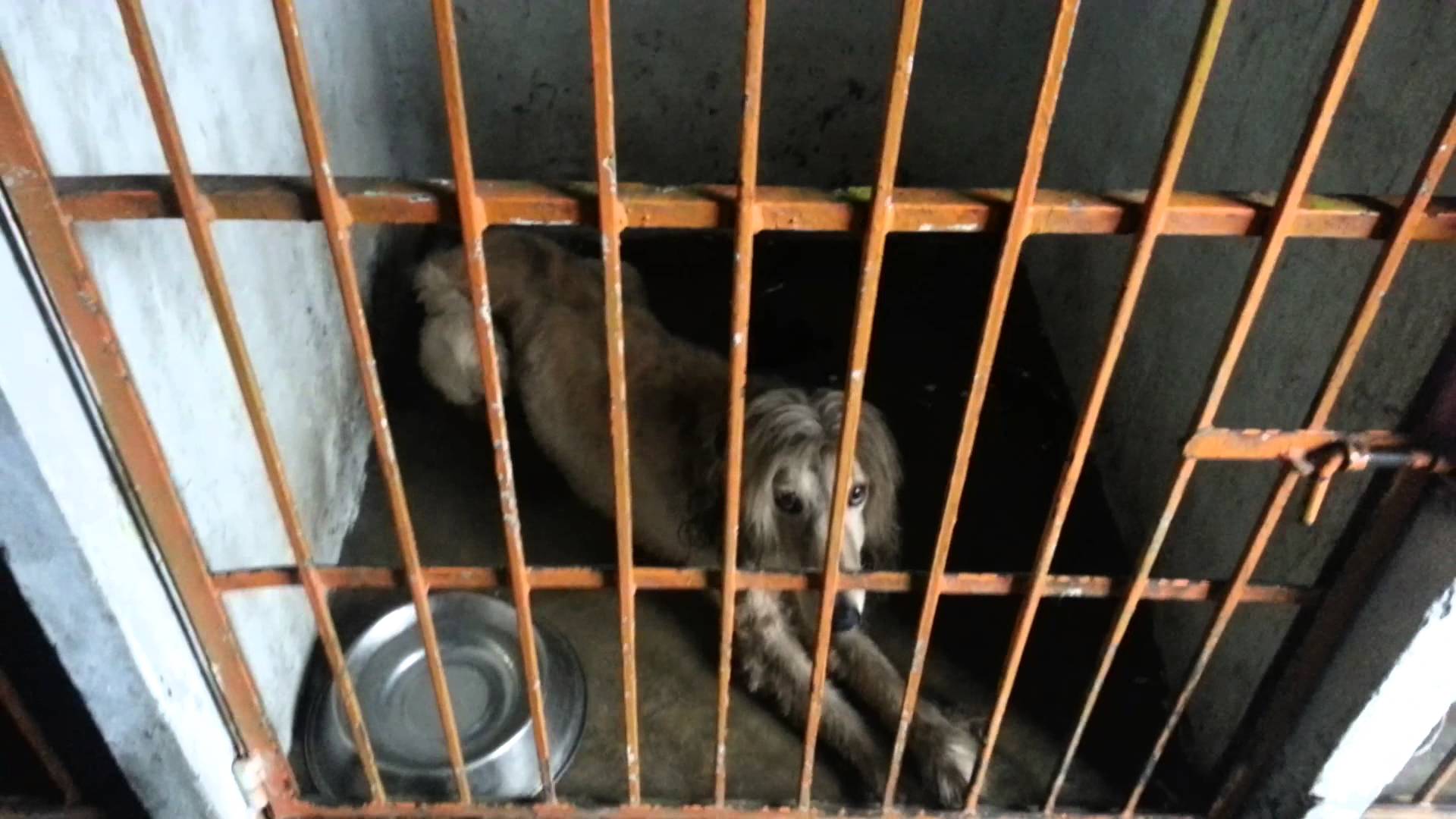 Prohíben electrocución de perros en antirrábicos