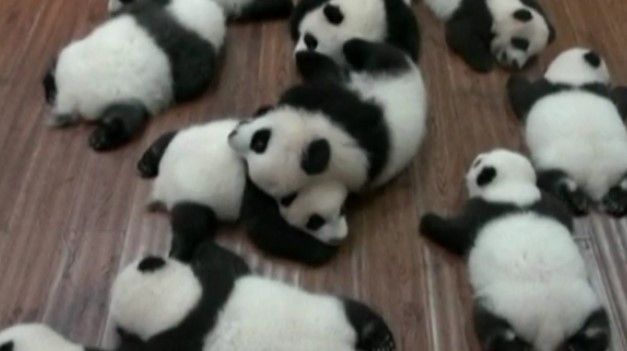 Video: muestran 12 pandas bebés nacidos en China
