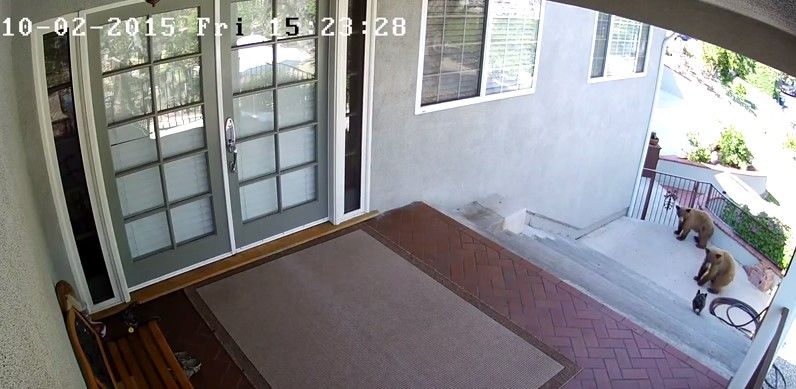 Video: perro ahuyenta a osos en California