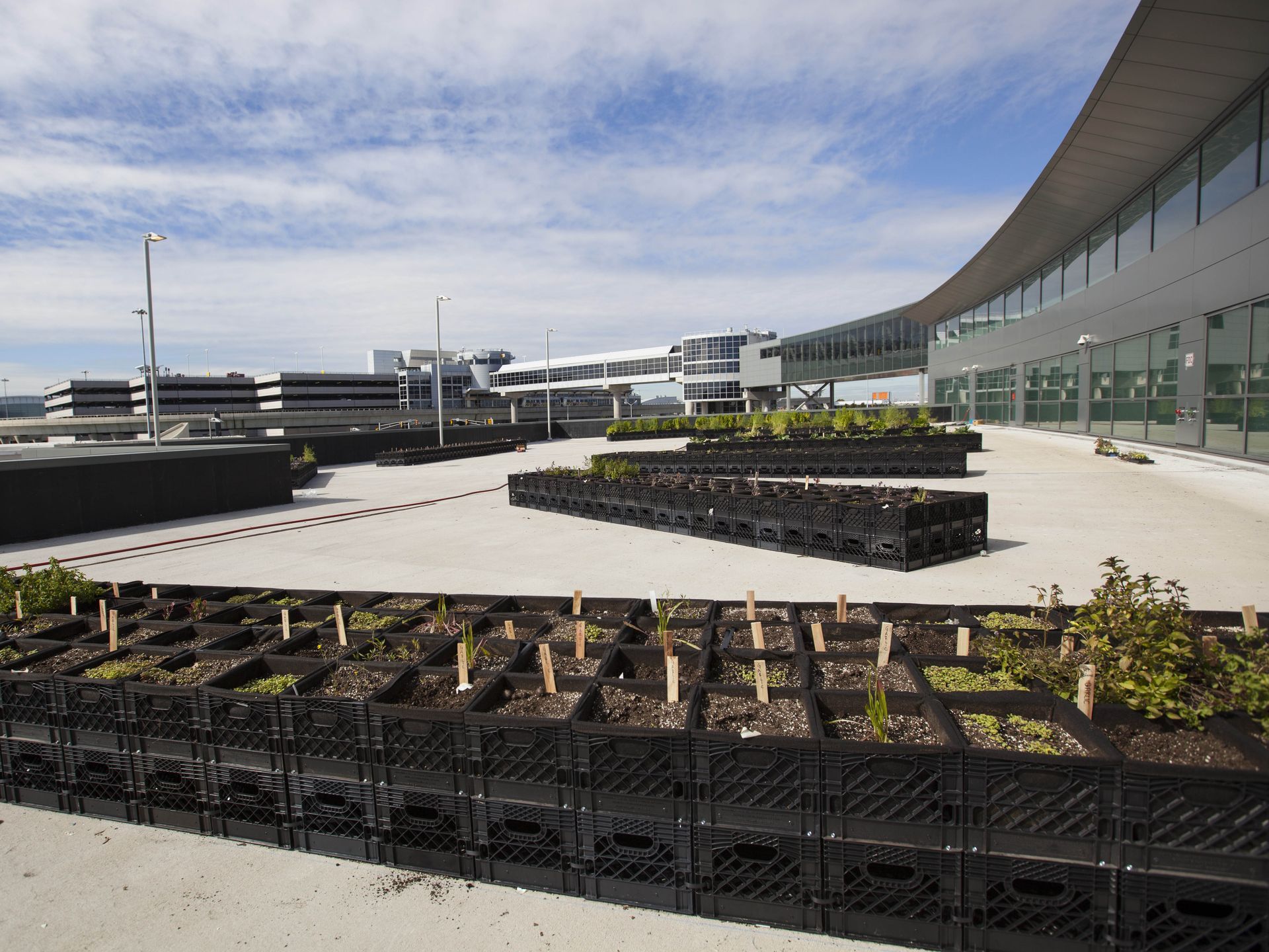 Aerolínea abre huerta de papas en aeropuerto de Nueva York