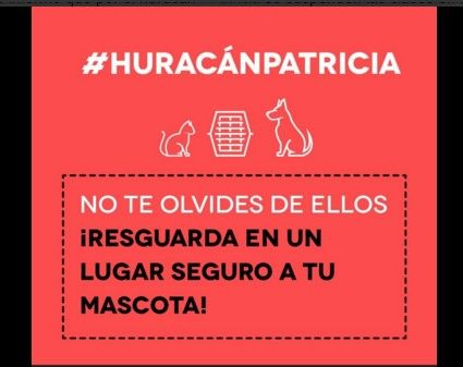 Albergues aceptarán mascotas