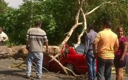 Mueren tres mujeres aplastadas por un árbol en Colima