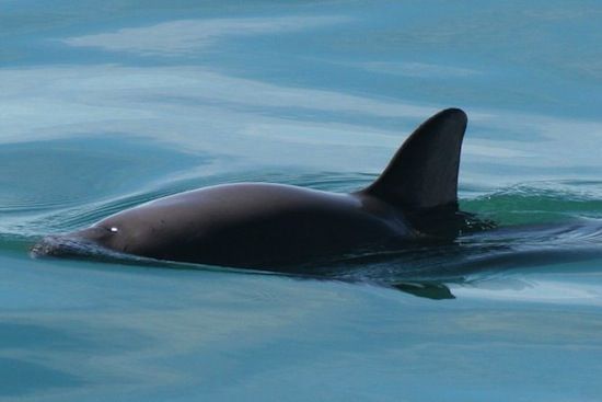 Muere vaquita marina tras intento de rescate
