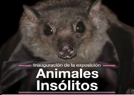 Inauguran exposición Animales Insólitos en Museo de Historia Natural