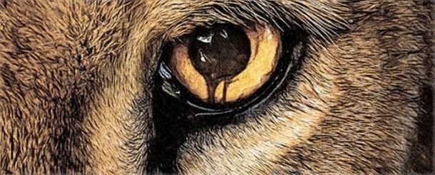 Llega a México Zoo, la serie televisiva más popular en Estados Unidos