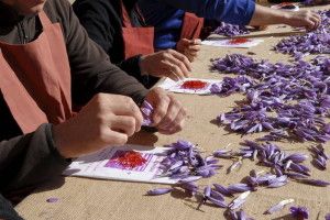 Siete alimentos más caros del mundo - AZAFRAN-300x200