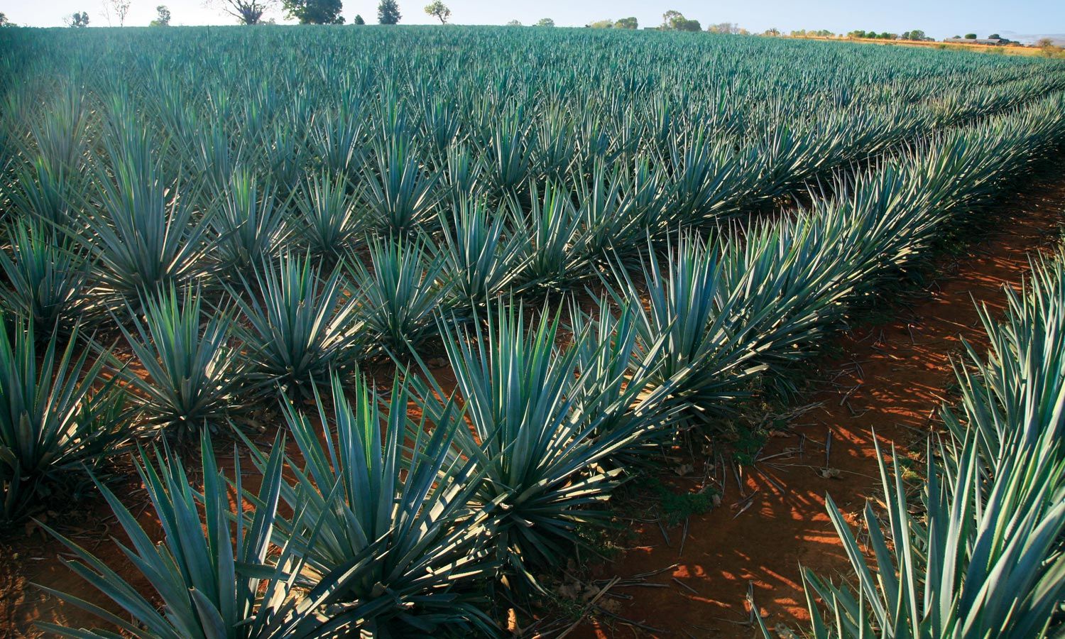 Investigadores elaboran etanol con desechos de agave