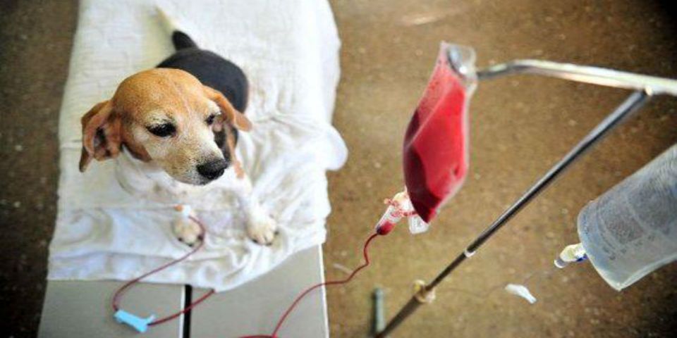 México ya tiene un banco de sangre para mascotas México ya tiene un banco de sangre para mascotas