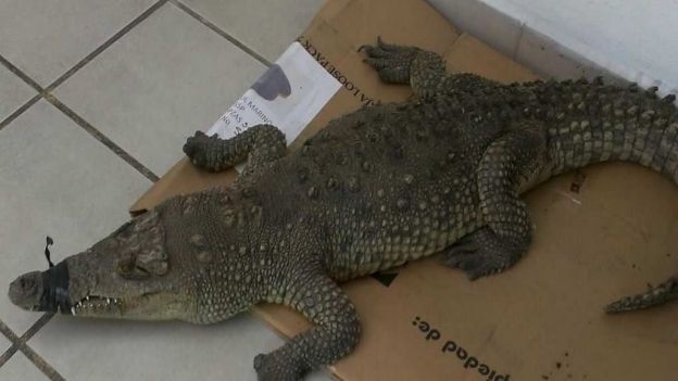 Encuentran cocodrilo en casa de Coyoacán Encuentran cocodrilo en casa de Coyoacán