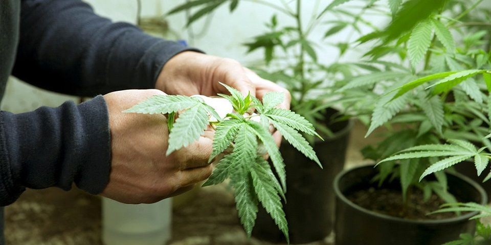 No estamos ganando batalla contra el consumo de drogas: Mondragón