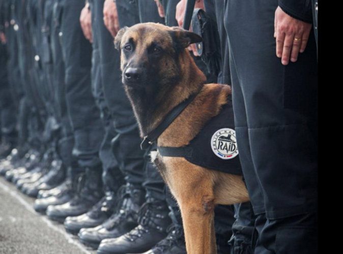 Protestan en París en medio de temores ante estallidos de violencia - Diesel-perra-francia