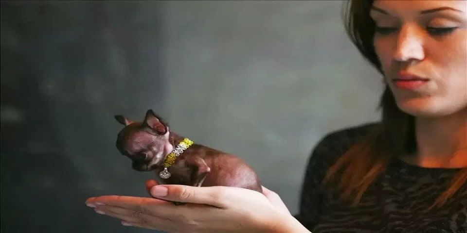 Rompe Record Guinness perro más pequeño del mundo