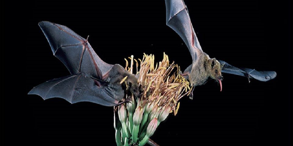 Los beneficios de los murciélagos para la naturaleza Los beneficios de los murciélagos para la naturaleza