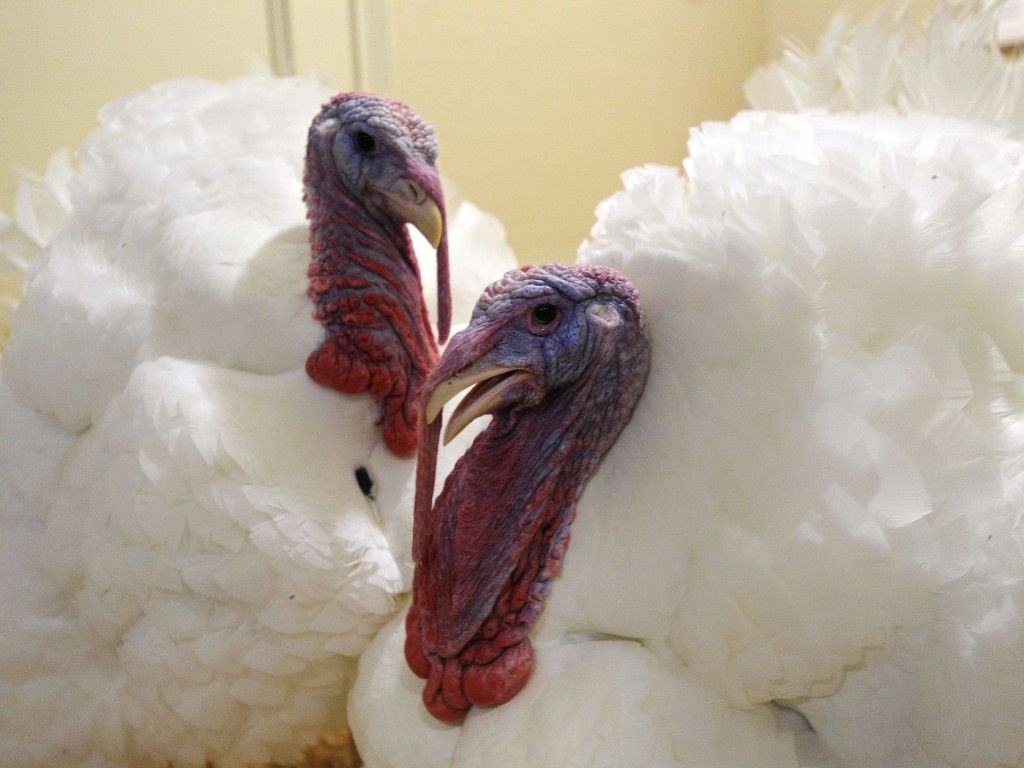 Obama indulta a dos pavos - Pavo10-1024x768
