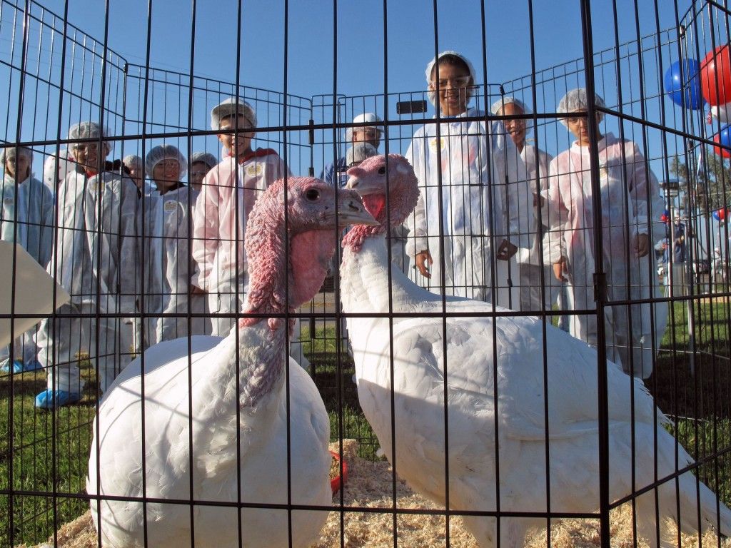 Obama indulta a dos pavos - Pavo12-1024x768