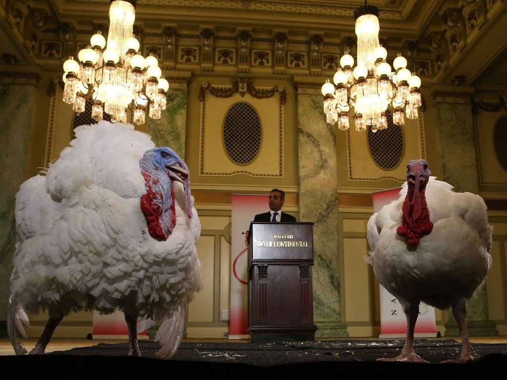 Obama indulta a dos pavos - Pavo13-1024x768