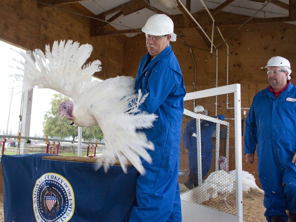 Obama indulta a dos pavos - Pavo4-1024x768