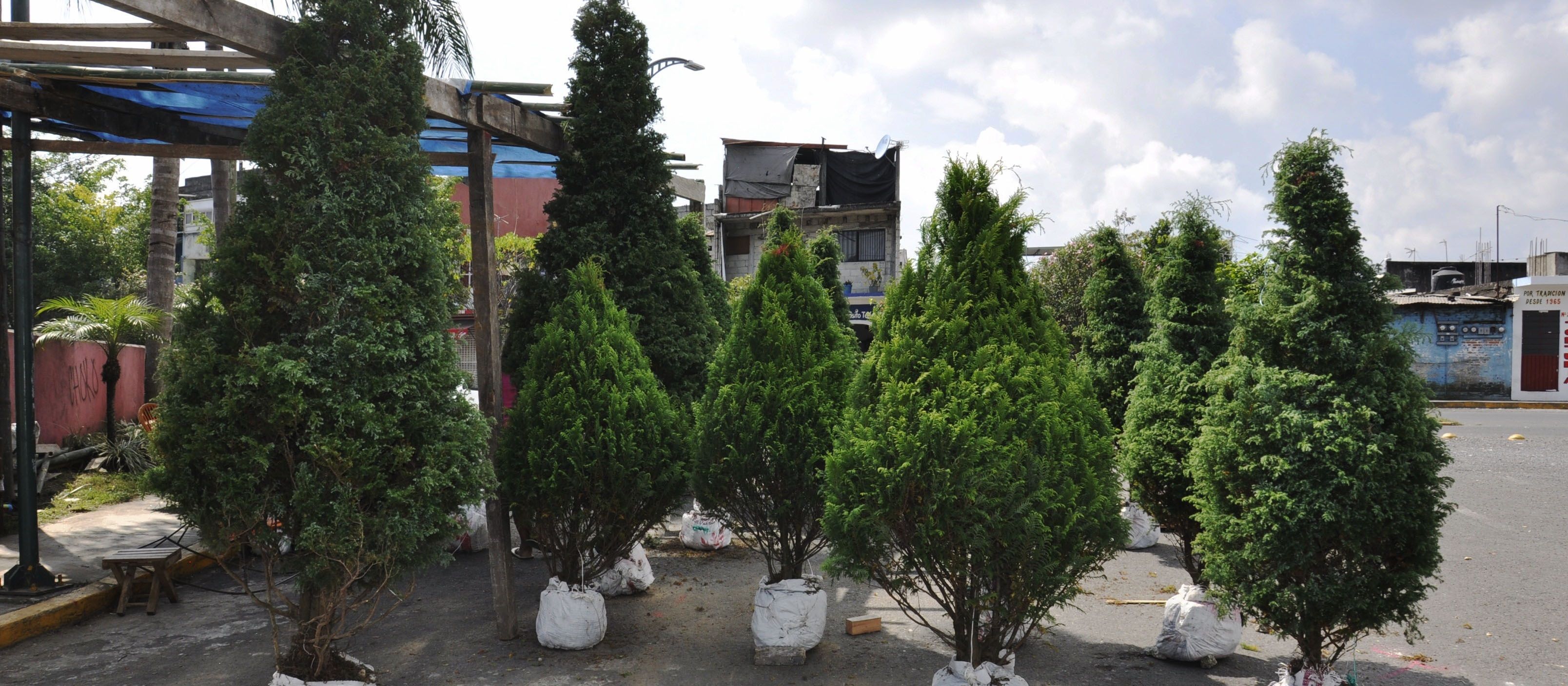 Profepa regresa a Estados Unidos 592 árboles de navidad con plagas