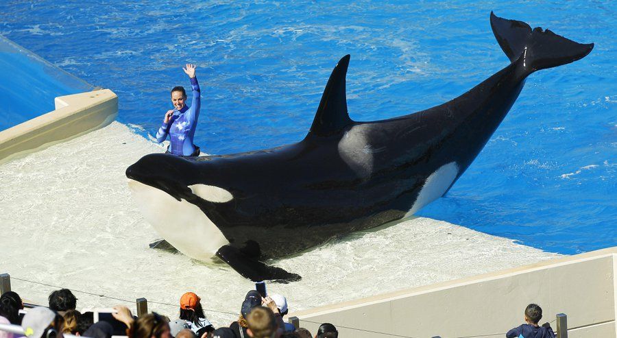 Sea World dejará de mostrar espectáculos con orcas - Sea-World-San-Diego-KC-Alfred