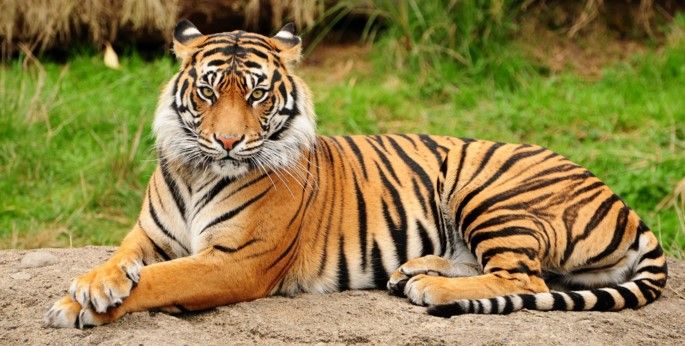 Falsa fuga y recaptura de tigres de bengala: Michoacán