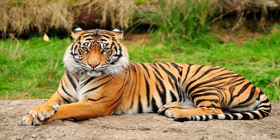 Muere el tigre que escapó en Coyuca