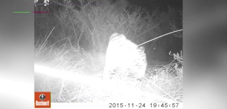 Tigre “Ankor” sigue vivo, la PROFEPA intensifica su búsqueda