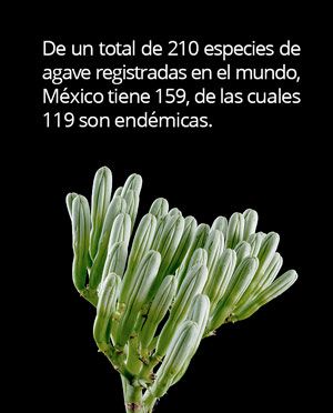 Investigadores elaboran etanol con desechos de agave - agave-en-mexico01