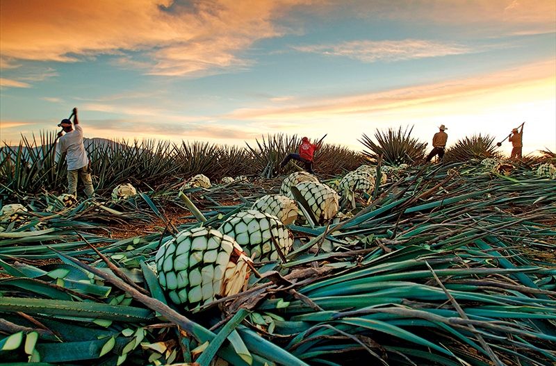 Aumenta 17.6% la venta de tequila en México - agave