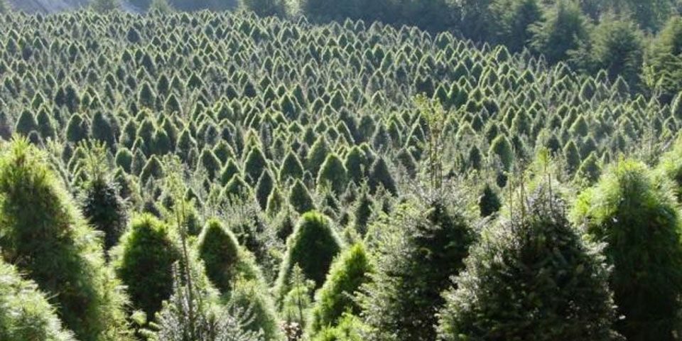 A la venta 200 mil árboles de Navidad cultivados en el D.F.