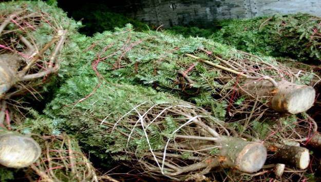 Regresan a EE.UU. 592 árboles de navidad con plagas